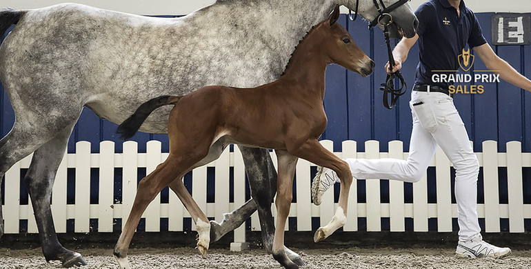 85.000 Euro for filly Carlyne de Nyze Z (Chacco Blue) at Grand Prix Sales