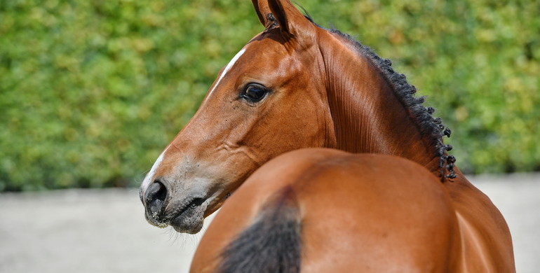 H&M All In, Toveks Mary Lou, Hardrock Z ... it all comes together at Equbreeding.auction