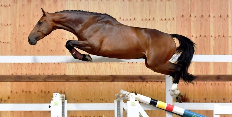 Horse Auction Belgium: The Olympic Edition