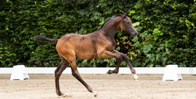 Eleven Holsteiner foals for the future: Foal auction of the Holsteiner Verband in Hamburg