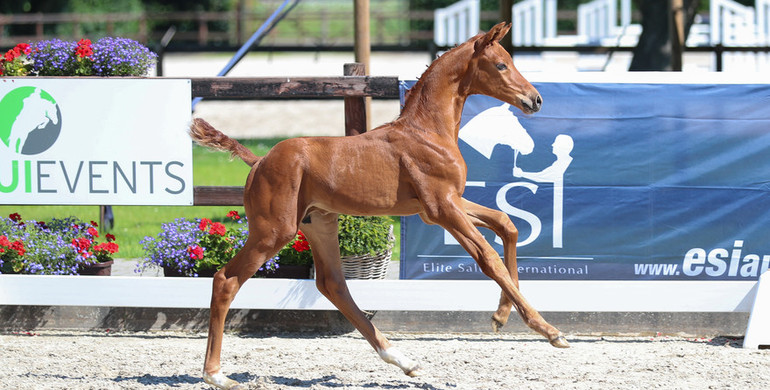 XXI. ESI Foal Auction – Europe's gateway to exclusive jumping foals