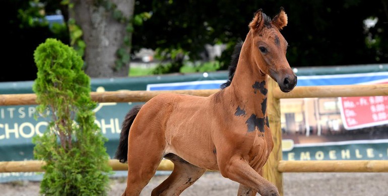Bid now! 3rd Schockemöhle/Helgstrand International Online Foal Auction: Your next star a click away