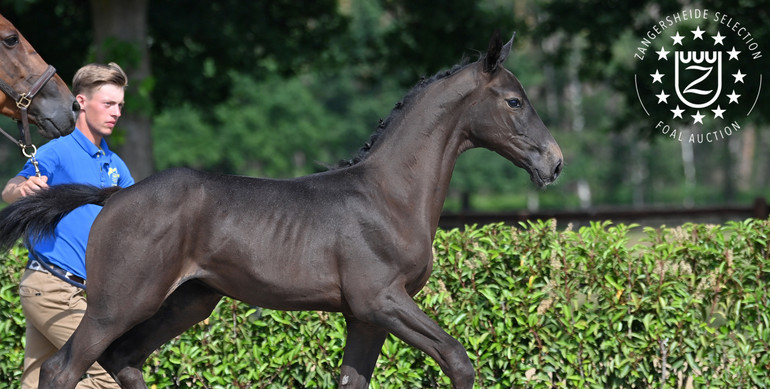 Zangersheide Exclusive Live Foal Auction: Tonight Saturday 28th of August