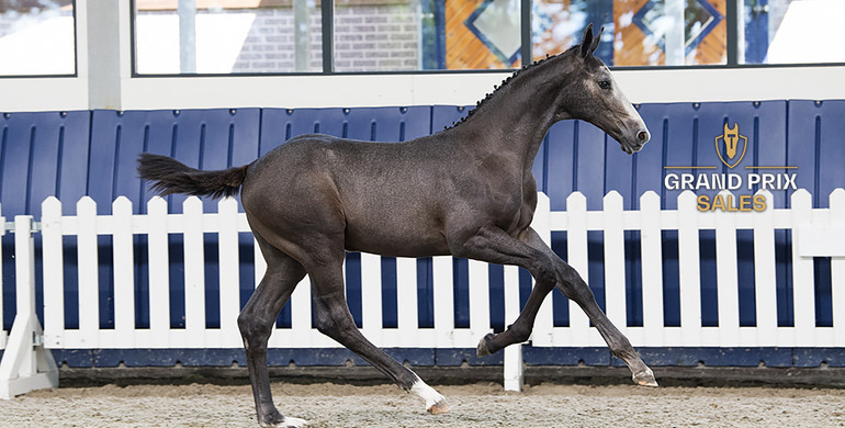 Offspring Panama du Seigneur, Centa de Muze, Urmina, Liscalgot… in next Grand Prix Sales!