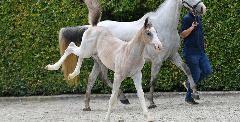 Time to get your equestrian future secured with Equestrian-Auctions