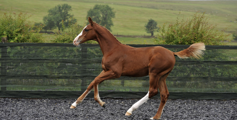 New collection launches for the Science Supplements Bolesworth Elite Foal & Embryo Online Auction
