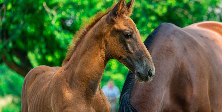 The Ekestrian Elite September Auction is open! Discover an exceptional colt, son of Molly Malone by Kashmir van Schuttershof and many more!