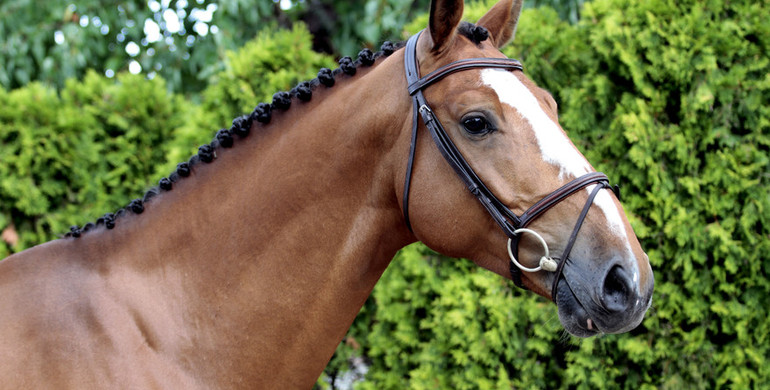 Baltic Horse Auction: A new and rising destination for quality horses