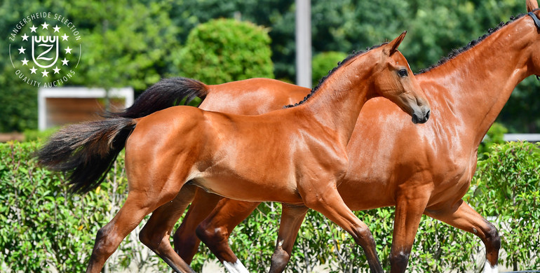 Fit For Fun-son sold for 160.000 Euro at Zangersheide Quality Auction