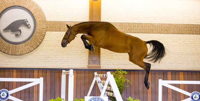 Trigon Auctions enters a new season with 3-year-olds