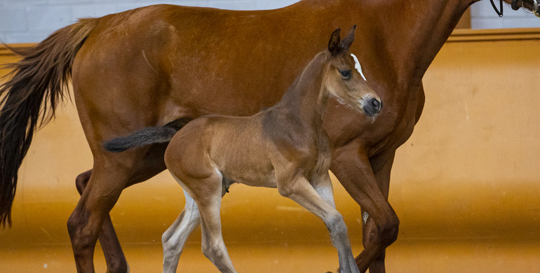 First class jumping foals for sale in Limburg Foal Auction