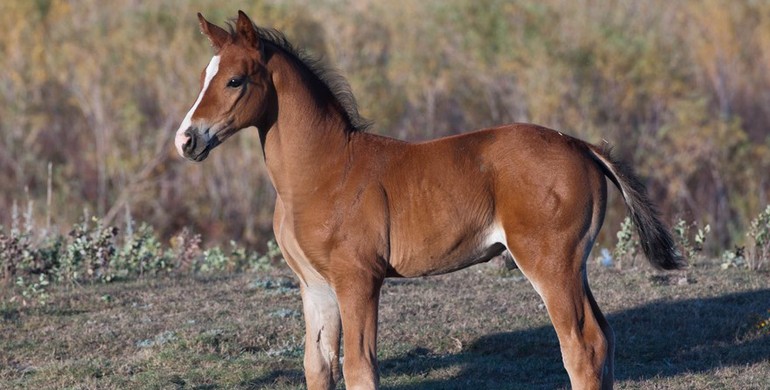 Clone of Nick Skelton’s Arko III born