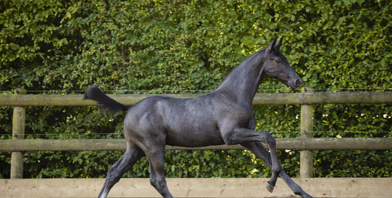 Last foal auction closes Saturday evening: Don't miss it