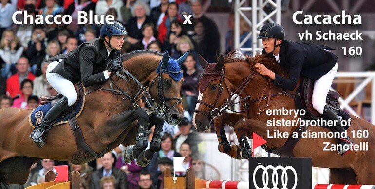 Exceptional online auction of Belgian foals & embryos – all bred by Optimus