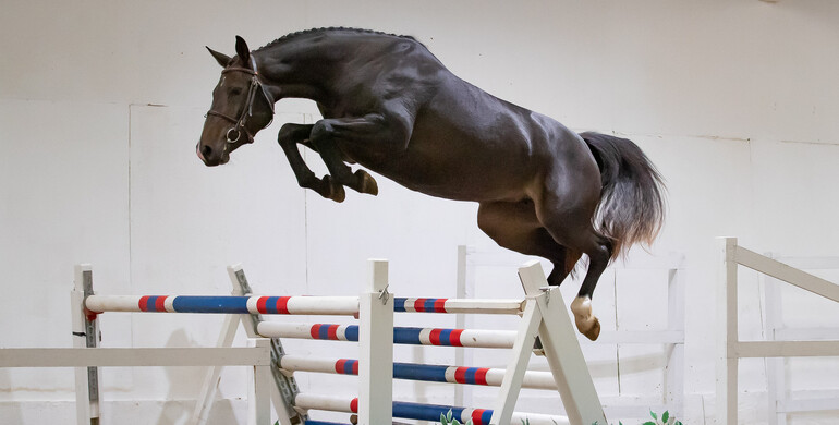 All eyes on the final online auction of 2021 from The Billy Stud!