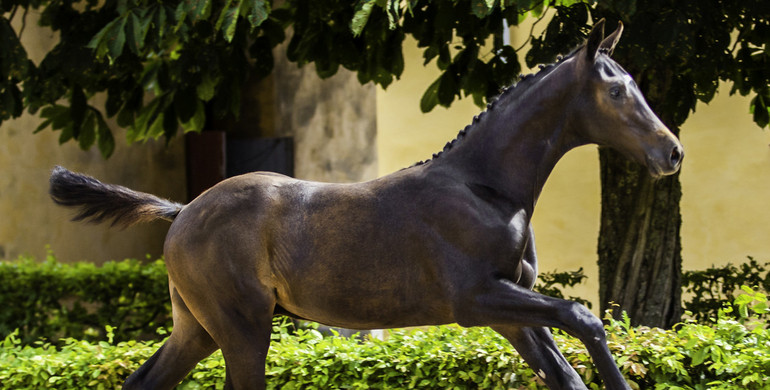 Future showjumping stars in the SWB Elite Online Foal Auction