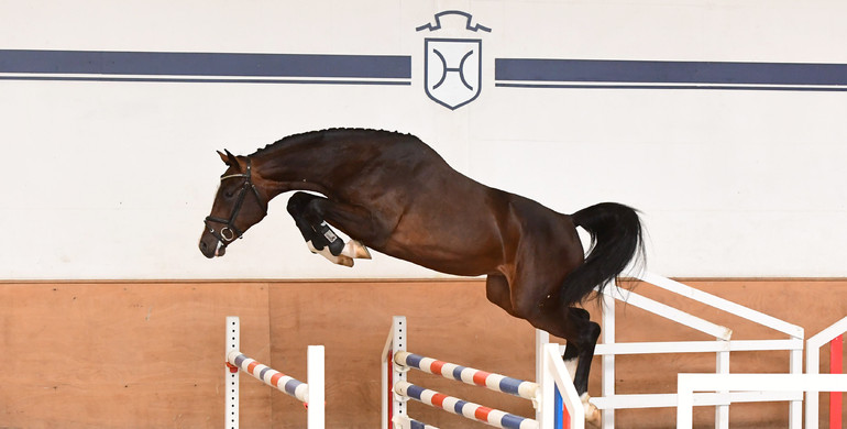 Discover your champion of the future: At the Holsteiner Stallion Grading and Elite Riding Horse Auction Sale on 30 October