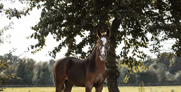 Discover the largest Elite Showjumping catalogue ever presented by Ekestrian!