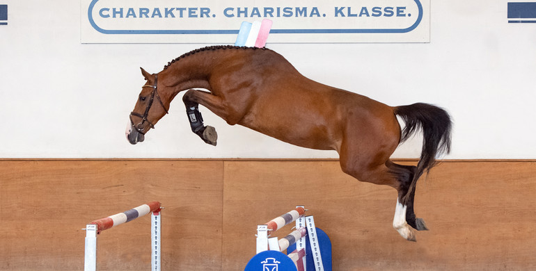 The countdown is on: Holsteiner Grading and Elite Riding Horse Auction