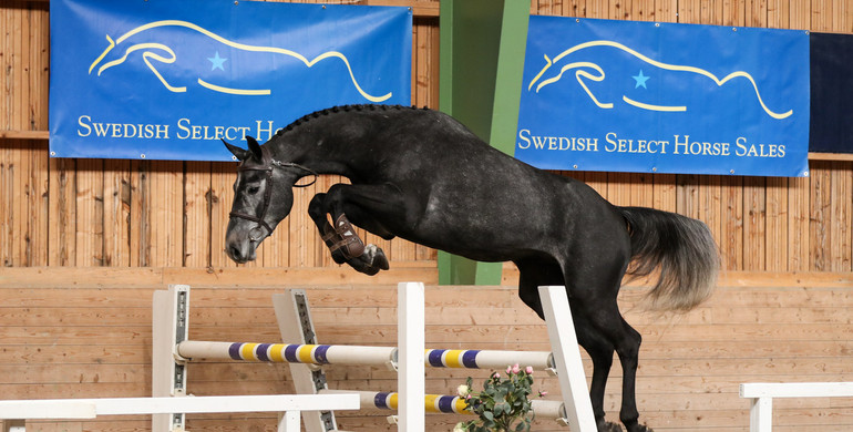 Swedish Select Horse Sales proudly presents the 17th edition of their auction