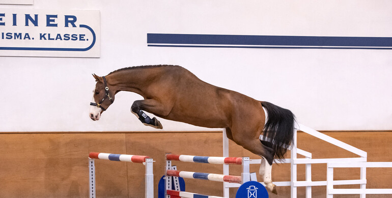 Holstein Winter Chance on 12 December: Last chance in 2021!