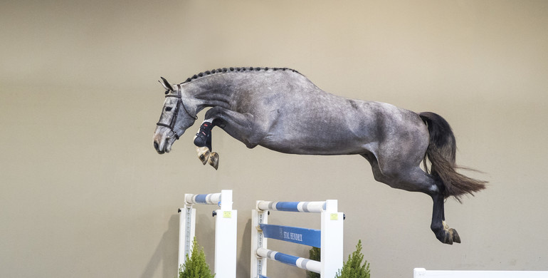 Ten promising future stars for sale in HX Auctions