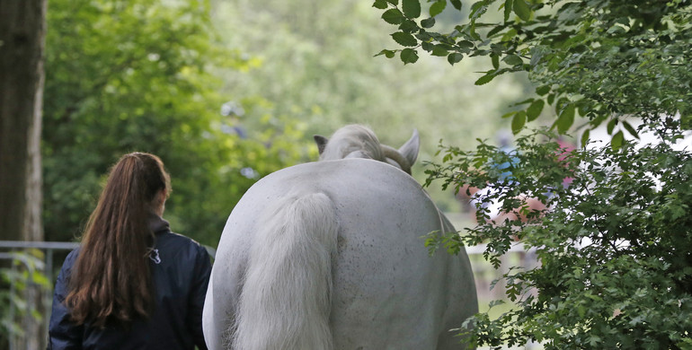 Update on the situation in Ukraine and support to the Ukrainian equestrian community