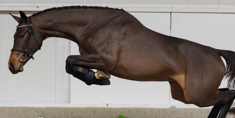 Investing in the future: Special talents in the auction of Paardenveilingonline.com