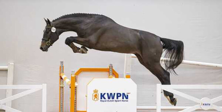 KWPN Select Sale: From World Champions to Grand Prix horses