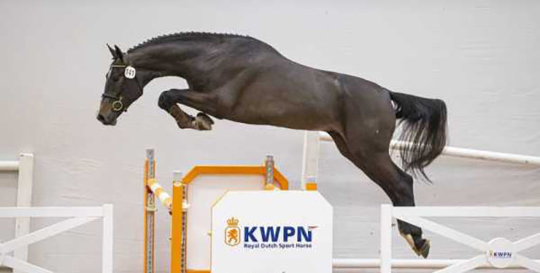 KWPN Select Sale: From World Champions to Grand Prix horses