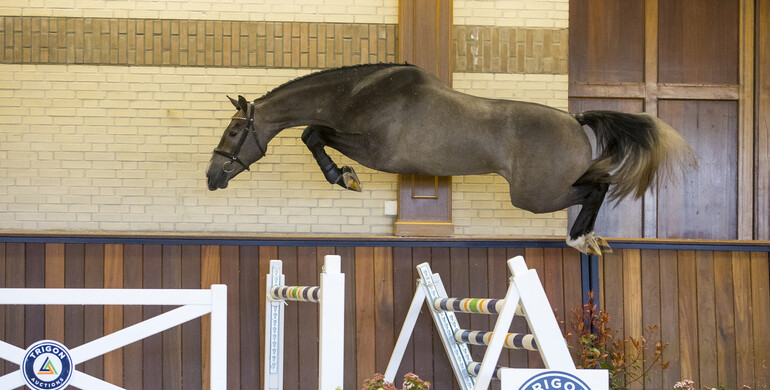 Spring has begun at Trigon Auctions
