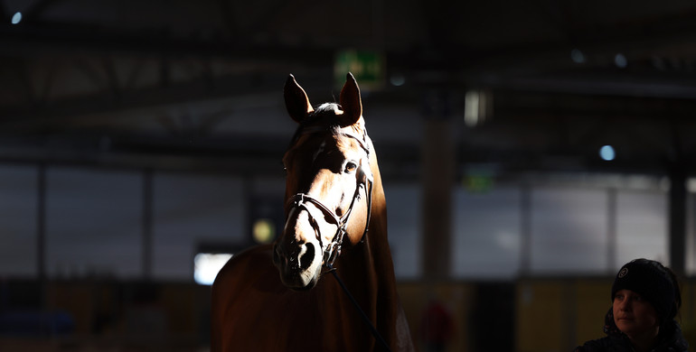 The second veterinary inspection at the Longines FEI Jumping World Cup™ Final 2022 in images