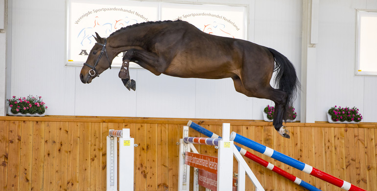 Cooperation of Dutch horse dealers leads to the best result