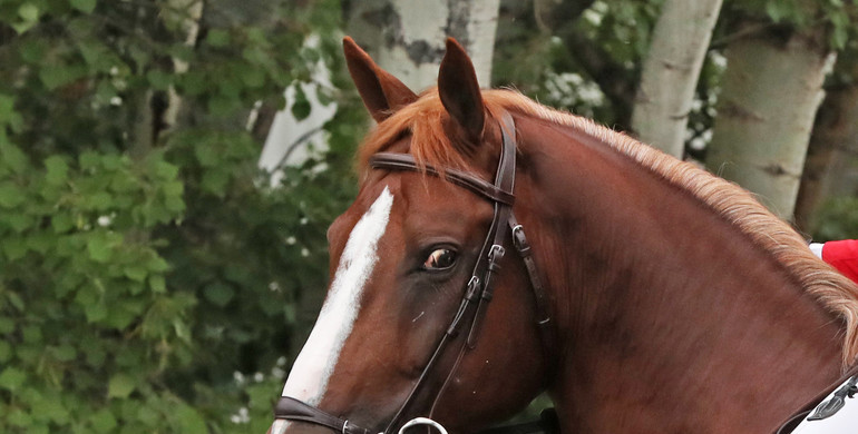 Harrie Smolders takes over the reins on Darry Lou