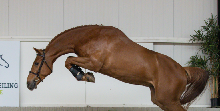 Almost 25 top quality showjumpers selected in the next Paardenveilingonline auction