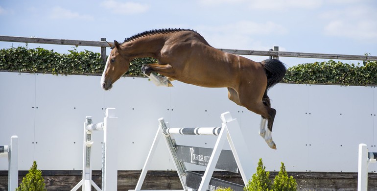 Don’t miss this Youhorse.auction collection