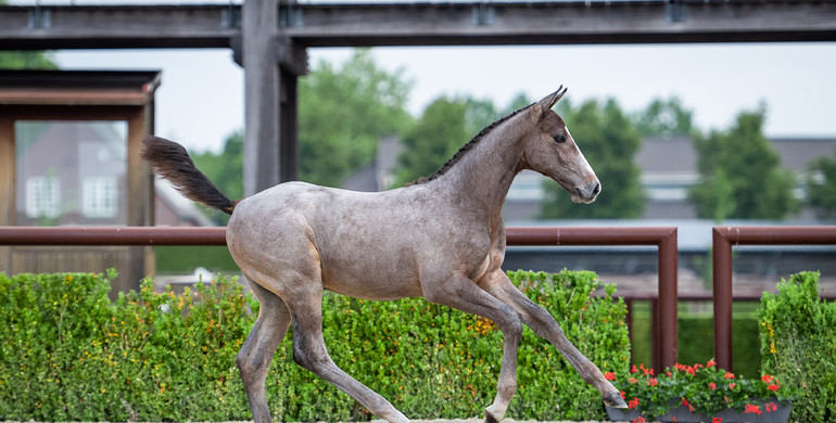 Biddings can commence for 11 foals in the Trigon Foal Auction I