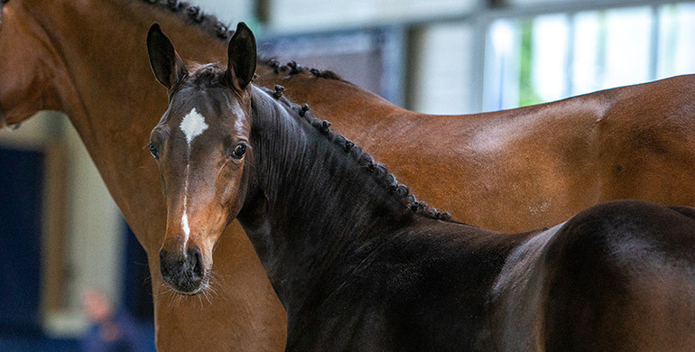 ¾ sister of Levis de Muze, offspring by Carrera de Muze, Centa de Muze, Panama du Seigneur, 1.60m Grand Prix mares...