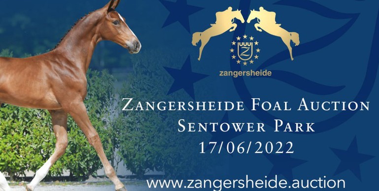 Zangersheide Live Foal Auction Friday 17th of June at Sentower Park (BE)