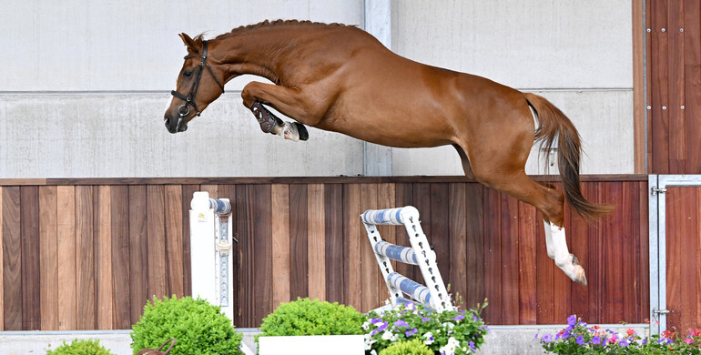 ET Auction: Foals and young horses on air!