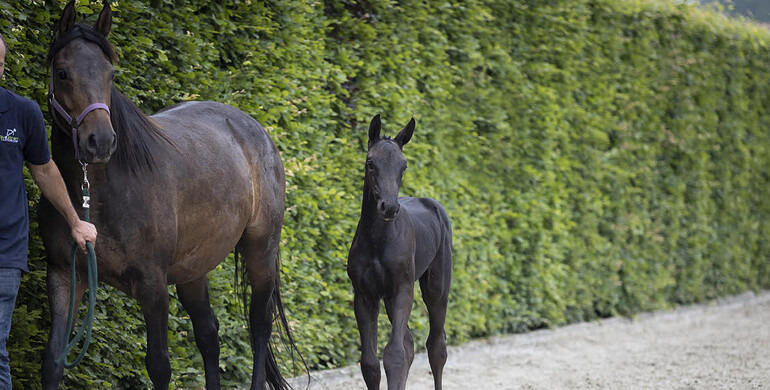 Stunning and exceptional collection Equestrian-Auctions is live!