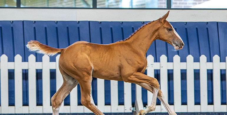 World class foals out of Europe’s best breeding mares: Centa de Muze, Carthina Z, Panama du Seigneur, Carrera de Muze, Nations Cup winner Kassandra van ‘t Heike…….