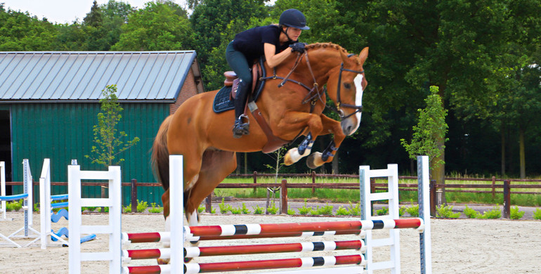 Second DHT Auction offers showjumping horses and ponies, talented youngsters, and a pleasure horse