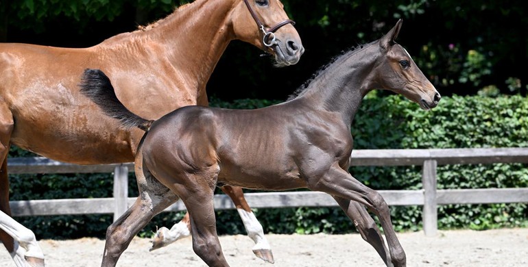 Standard of today’s Flanders Foal Auction extremely high