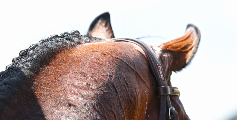 FEI introduces more flexibility to maternity leave provision in the ranking rules