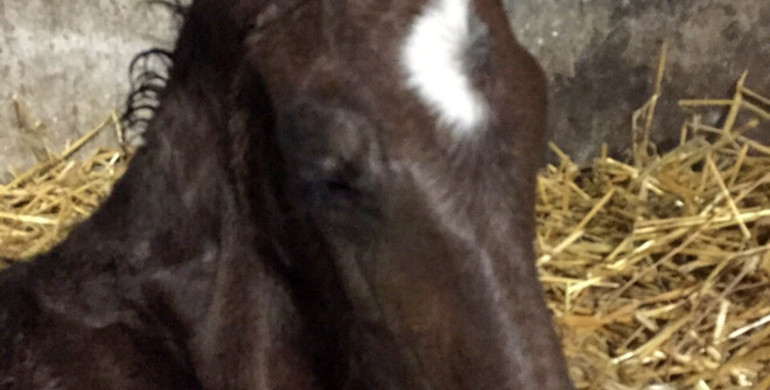A foal for Noltes Küchengirl