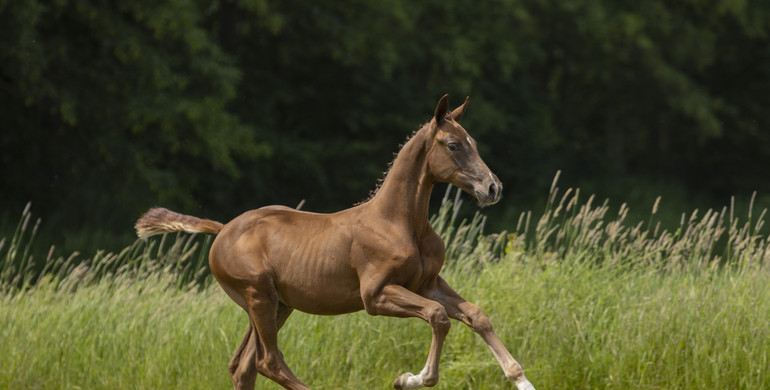 Fillies and female embryos out of the best dam lines at StuDutch July auction