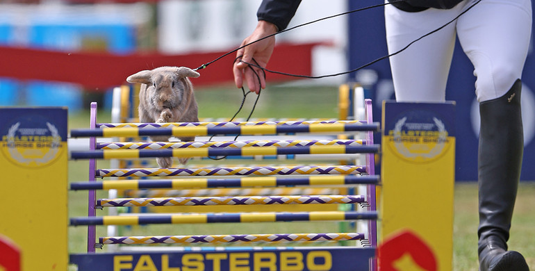 Flashback to Falsterbo Horse Show, part three