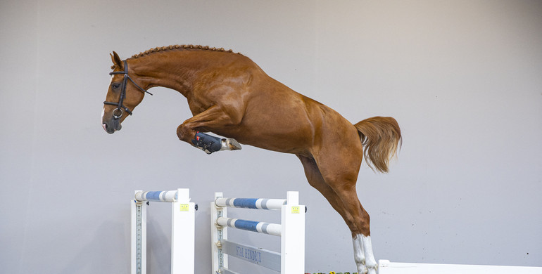 Time to invest in HX Auctions’s future talents