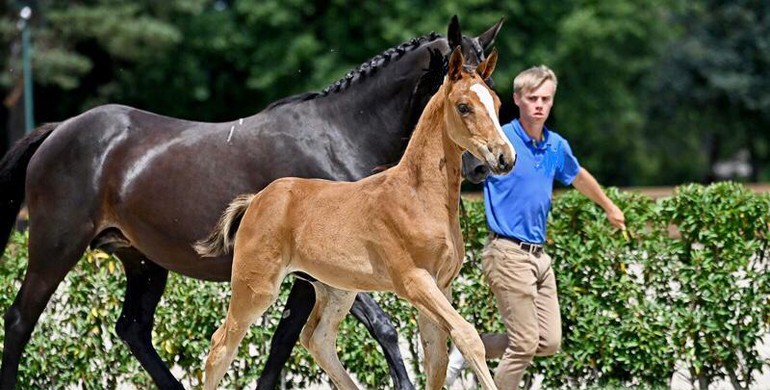 Equinia Auctions presents Golden River Auction - BWP Leiestreek